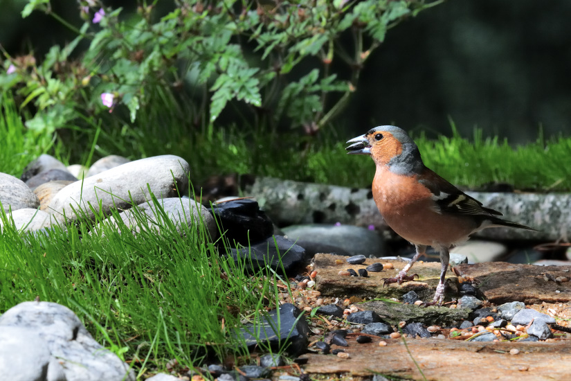 11-Pinson des arbres mâle