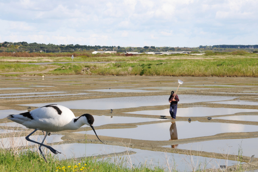 1-Avocette et Paludier
                   