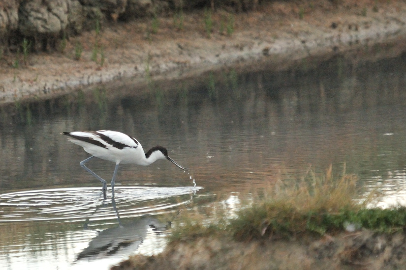 2-Avocette en pêche
                   