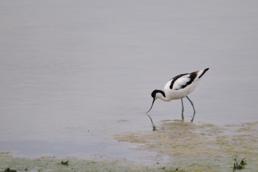 3-Avocette
                   