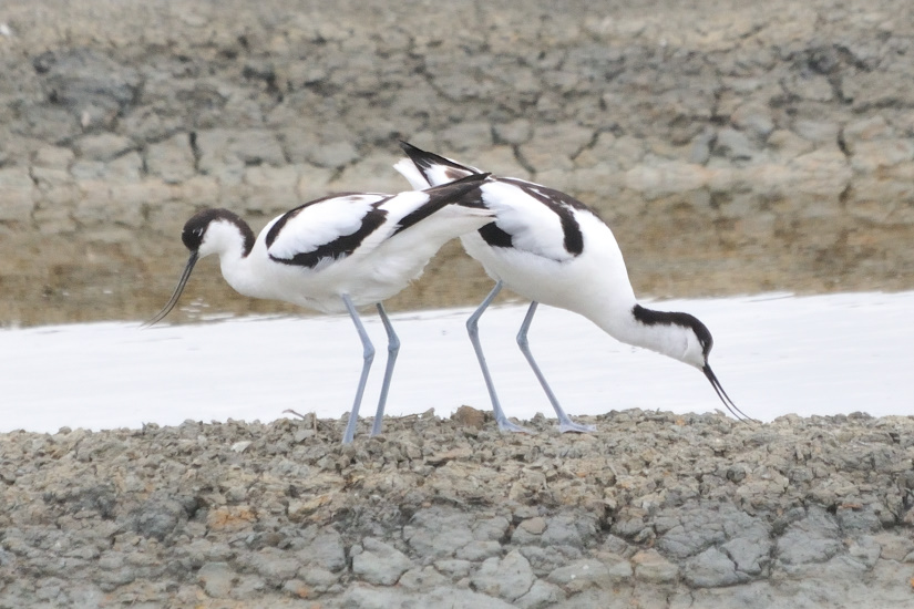 5-Avocettes parade
                   