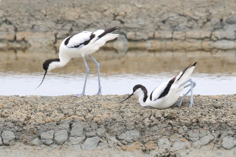 6-Avocettes en couple
                   