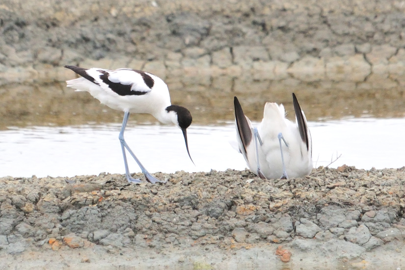 7-Avocettes parade nuptiale
                   