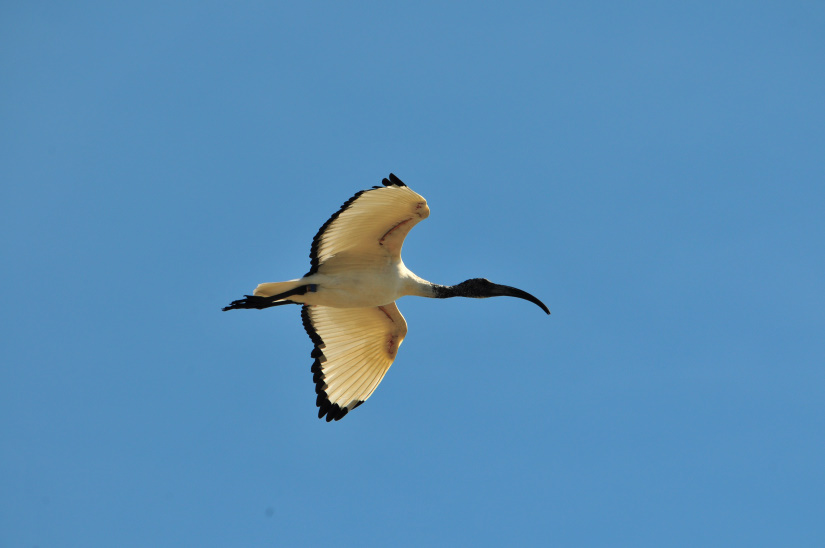 1-Ibis en vol
                   