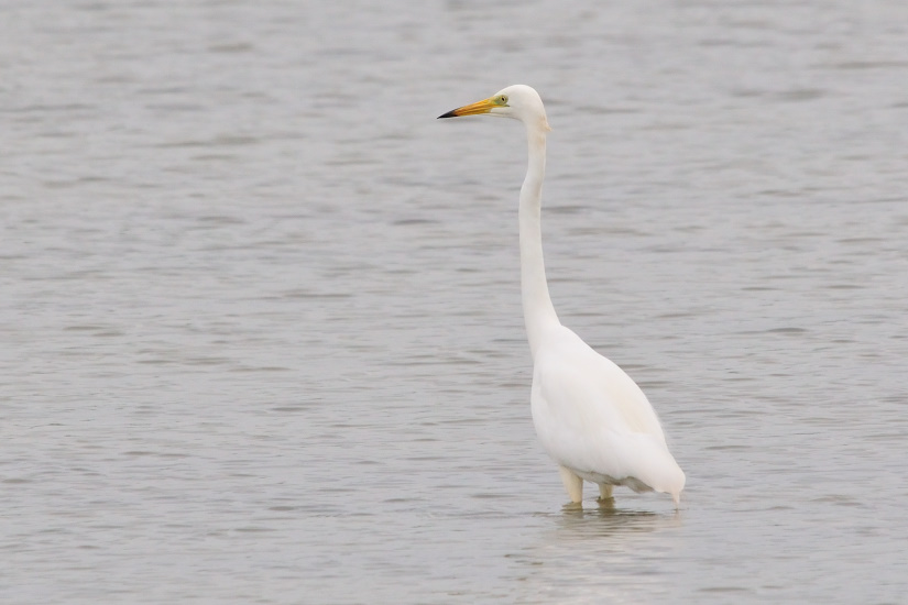 13-Grande aigrette
                   