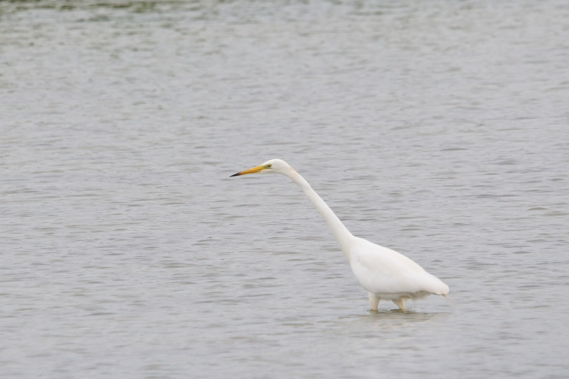 14-Grande aigrette
                   