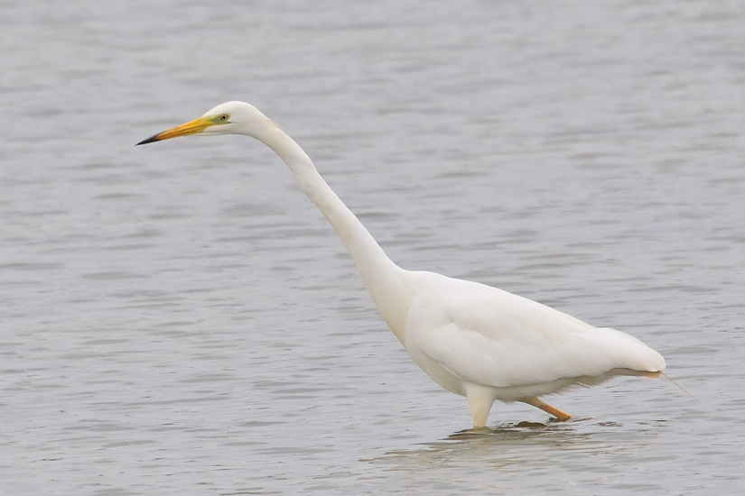 15-Grande aigrette
                   