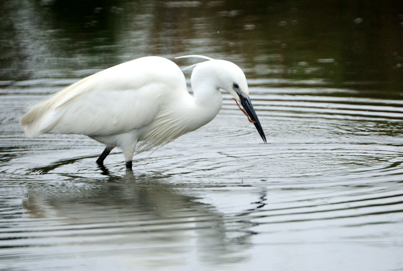 10-Aigrette garzette et sa prise