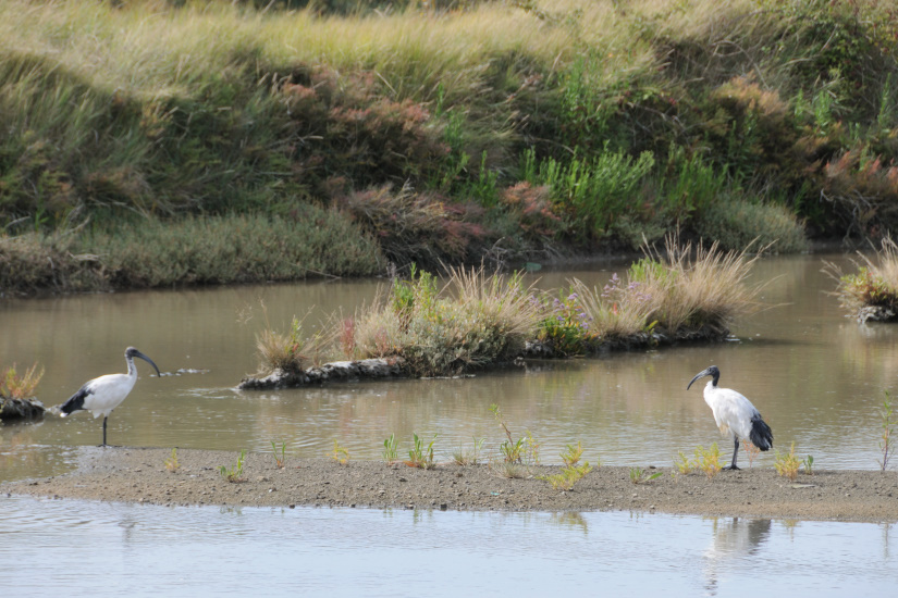 2-Ibis sacrés
                   