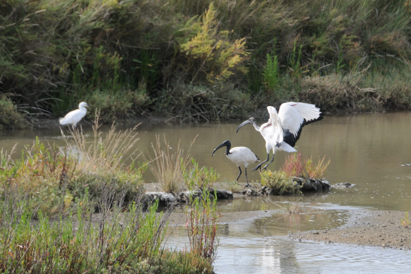 3-Ibis sacrés
                   