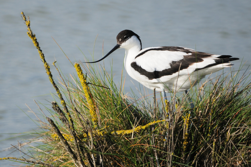 9-Avocette au nid
                   