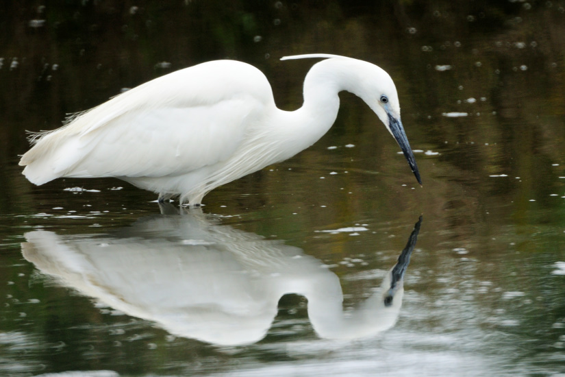 8-Aigrette garzette
                   