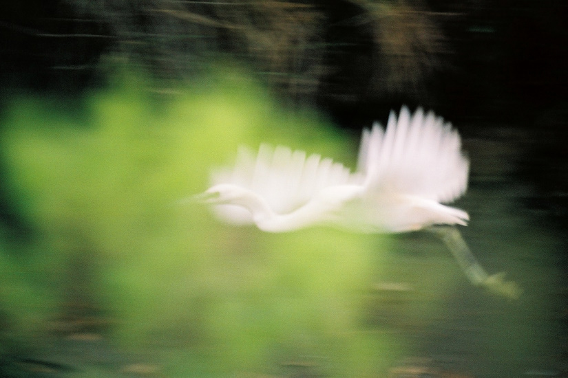 11-Aigrette garzette en vol