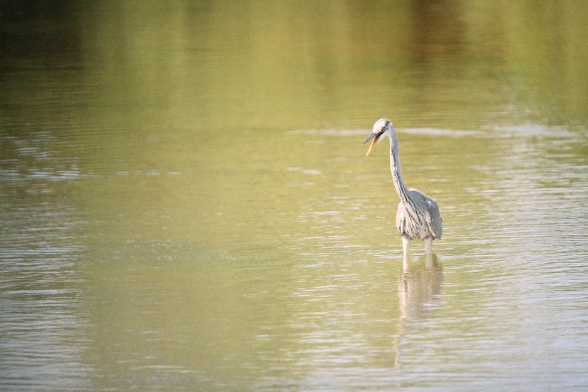 17-Héron cendré juvénile