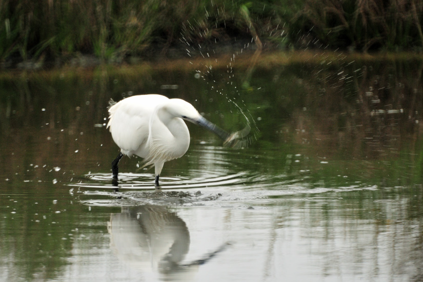 9-Aigrette garzette pêche