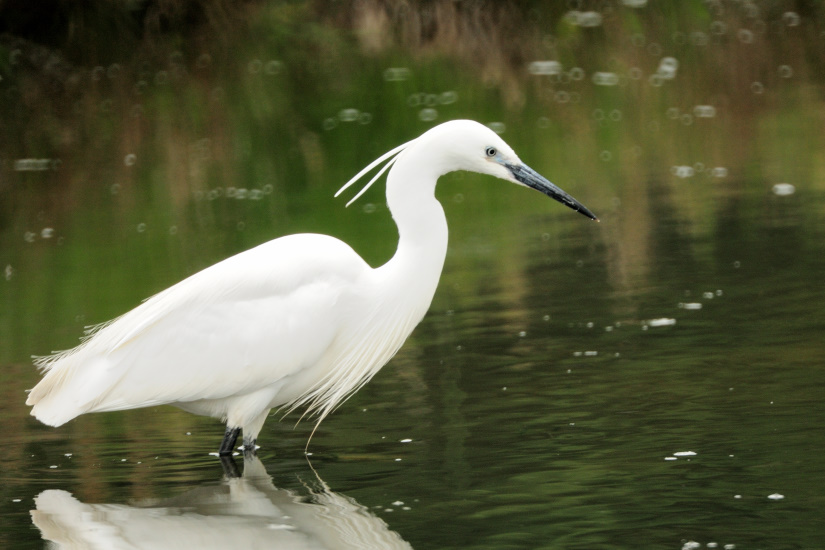 7-Aigrette garzette
                   