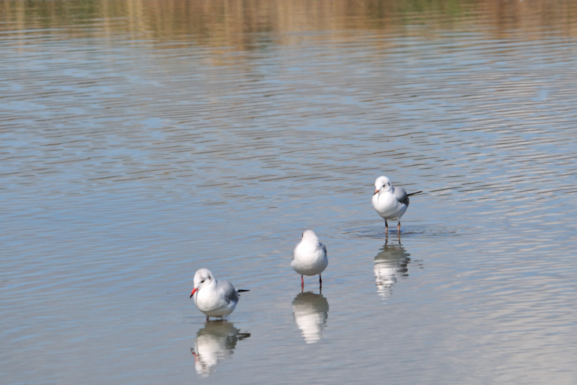 18-Mouettes rieuses au repos
                   