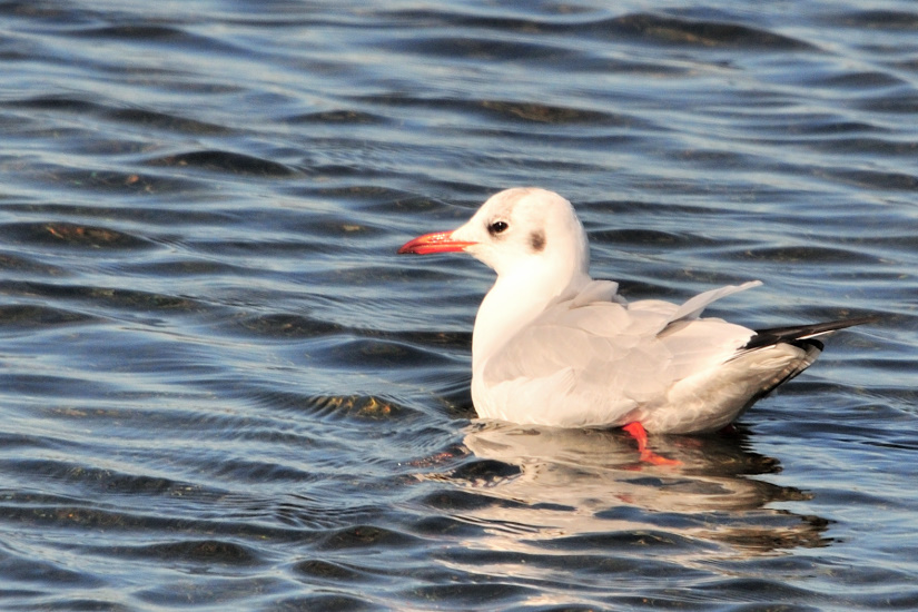 19-Mouette rieuse
                   