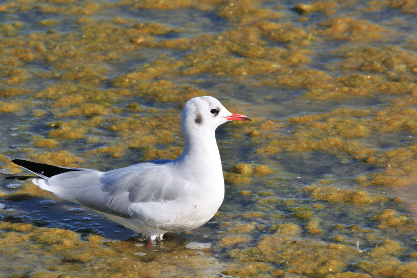1-Mouette rieuse
                   
