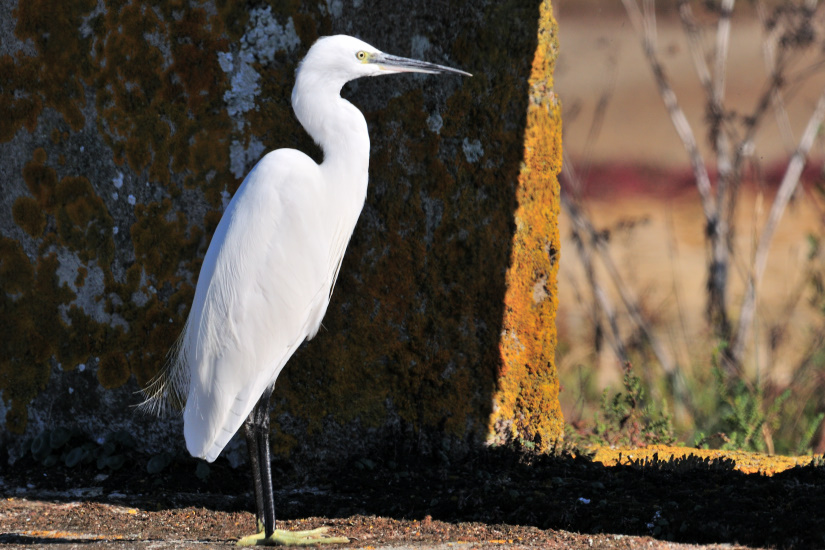 12-Aigrette garzette
                   