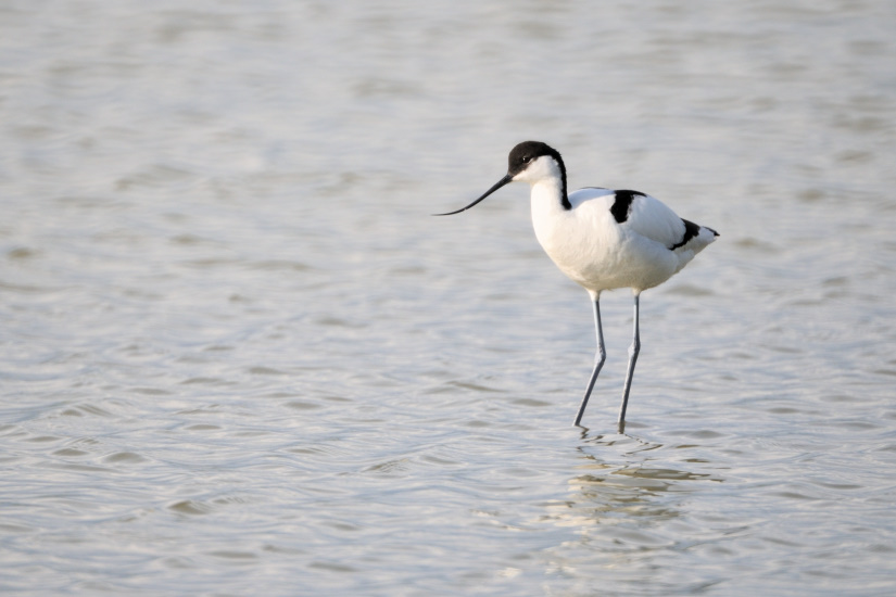 10-Avocette