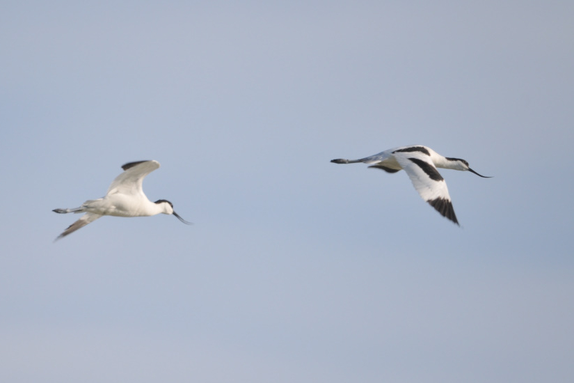 13-Avocettes en vol
                   