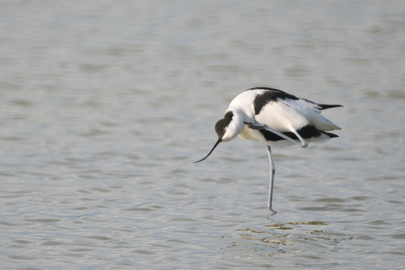 11-Avocette toilettage
                   