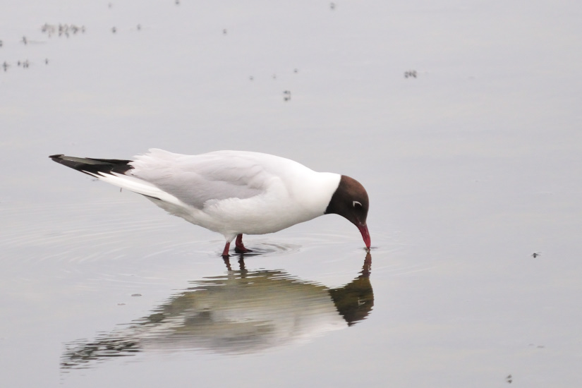 2-Mouette rieuse
                   