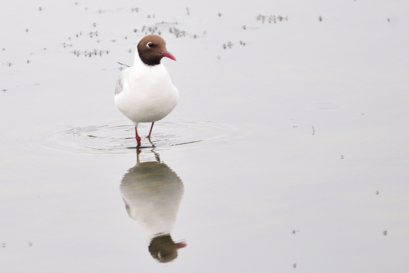 3-Mouette rieuse
                   