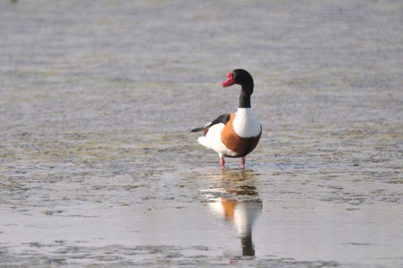 5-Tadorne de belon mâle