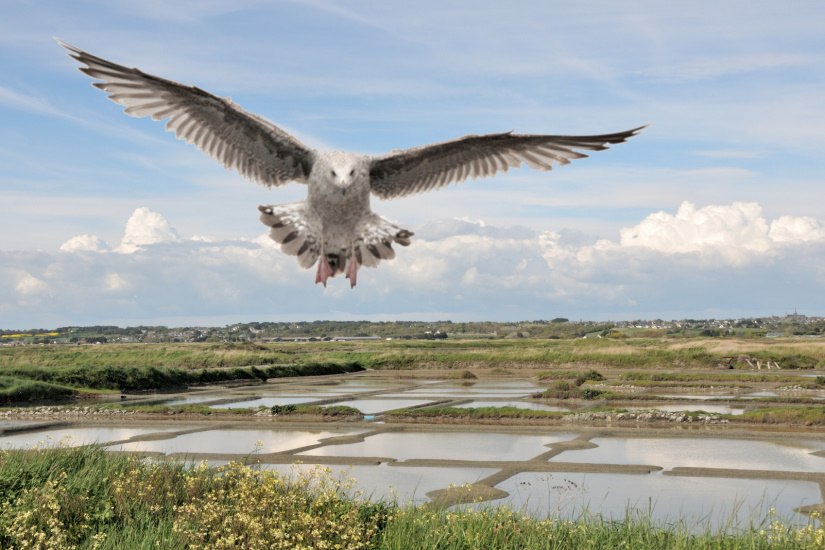 20-Goëland argenté immature