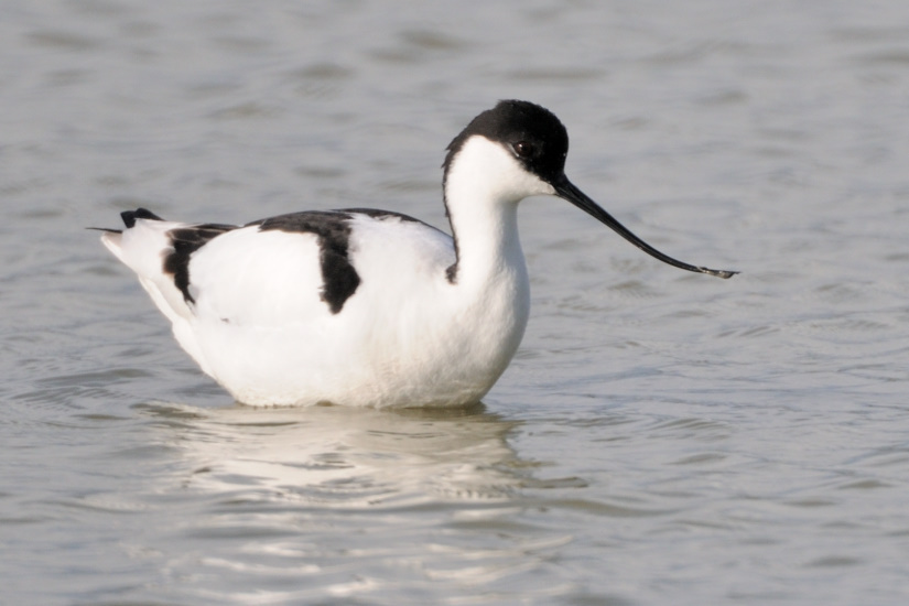 12-Avocette
                   