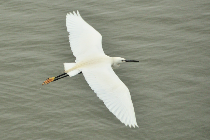 4-Aigrette garzette en vol
                   