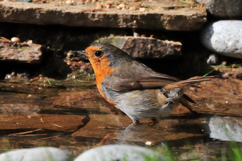 1-Bain de pieds pour Rougegorge