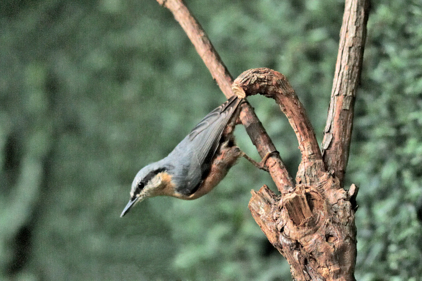 6-Sittelle torchepot