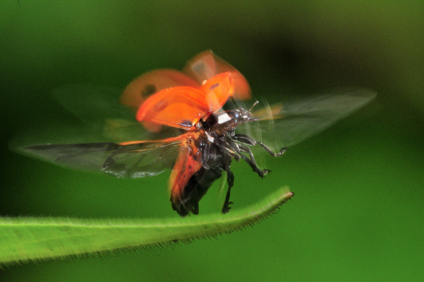 2-Coccinelle
                   