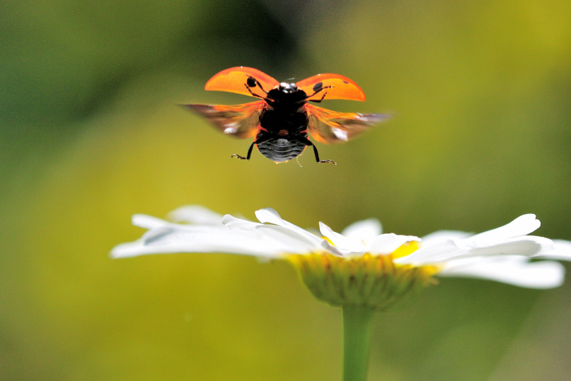 3-Coccinelle
                   