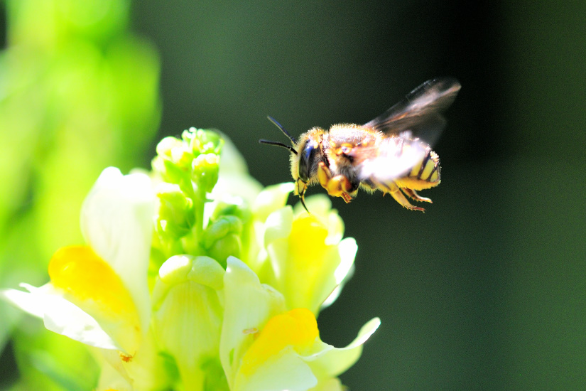 10-Anthidie ou abeille cotonnière
                   