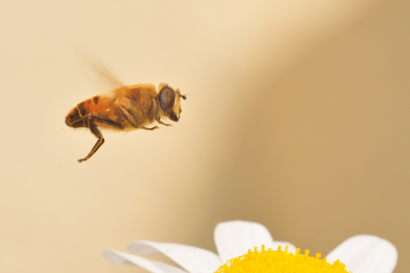 20-Eristale opiniatre