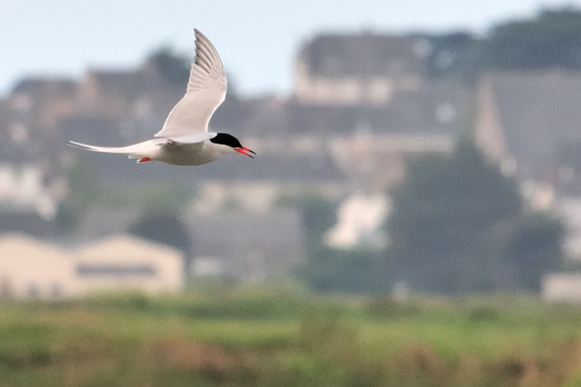 8-Surveillance aérienne