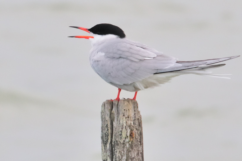 4-La place est prise !