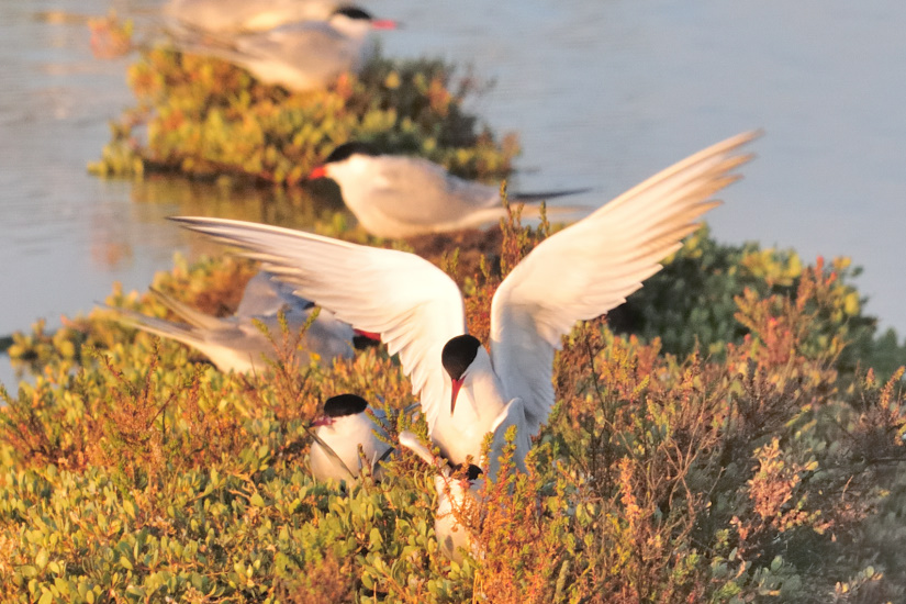 14-Un p'tit calin ...