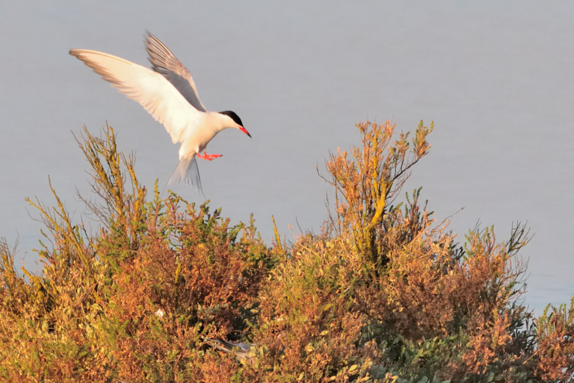 10-Faites-moi une place !