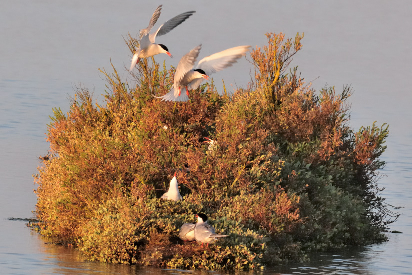 12-Crise du logement ...
