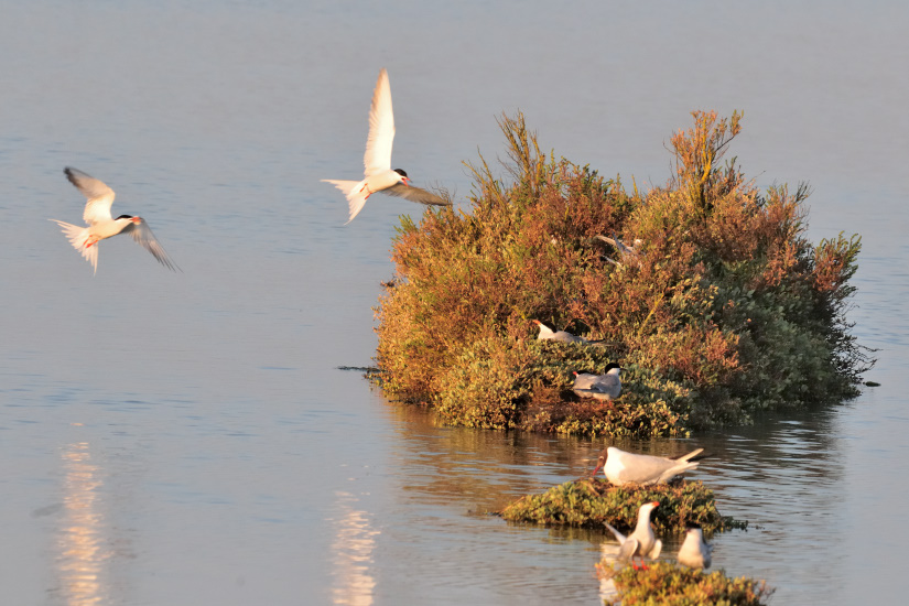 1-Îlot nidification Sternes Pierregarin