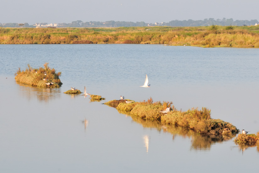 2-Îlots des Sternes