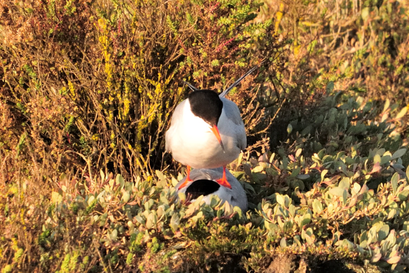 16-Mais non, je ne suis pas lourd !