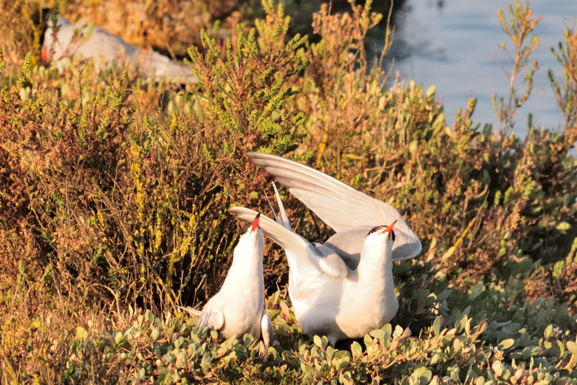 18-Va te poser ailleurs !